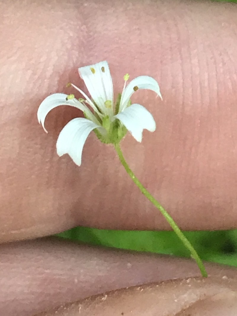 Godfrey's Stitchwort photo 6