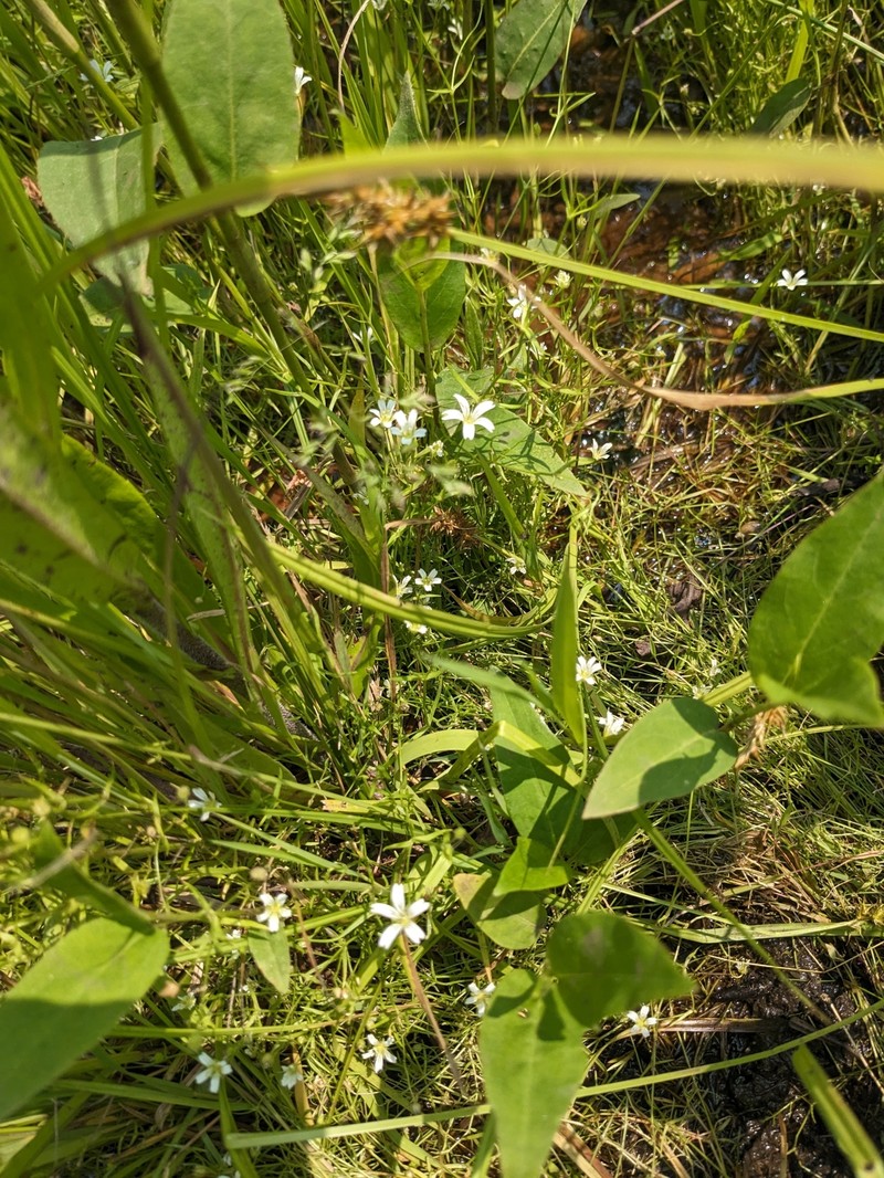 Godfrey's Stitchwort photo 7