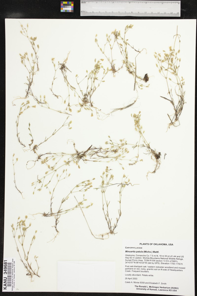 Pitcher's Stitchwort