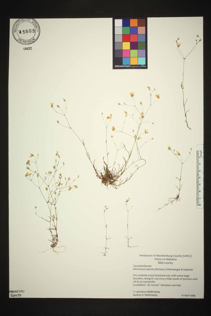 Pitcher's Stitchwort photo 2