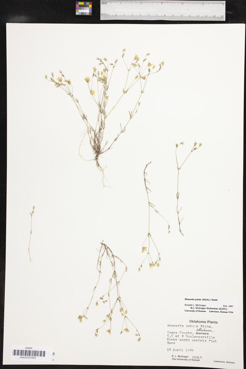Pitcher's Stitchwort photo 3