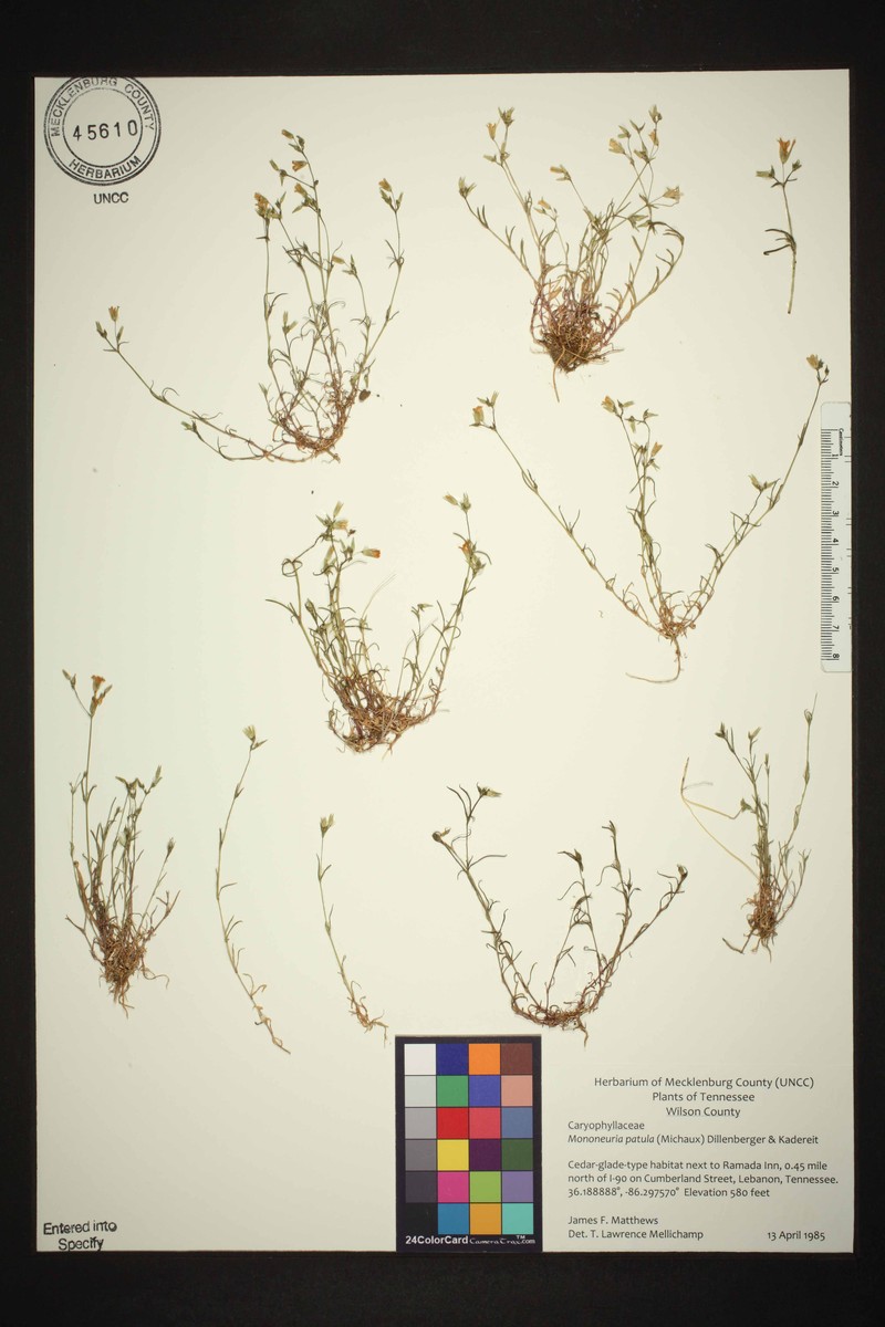 Pitcher's Stitchwort photo 4