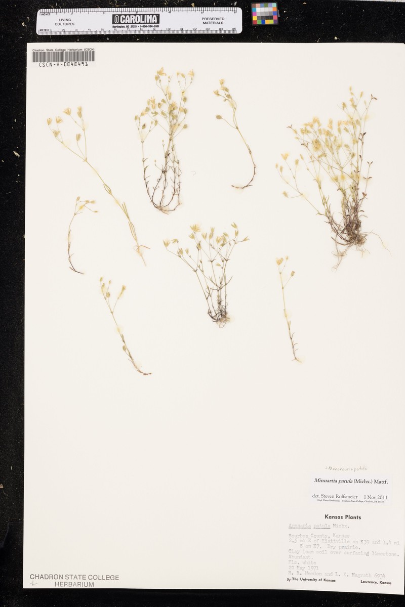 Pitcher's Stitchwort photo 7