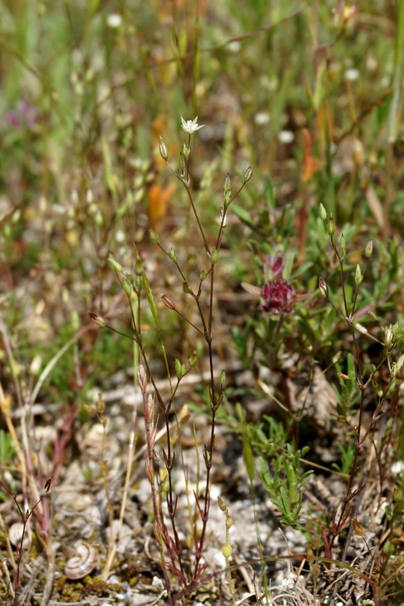 Sabulina pseudohybrida photo 3