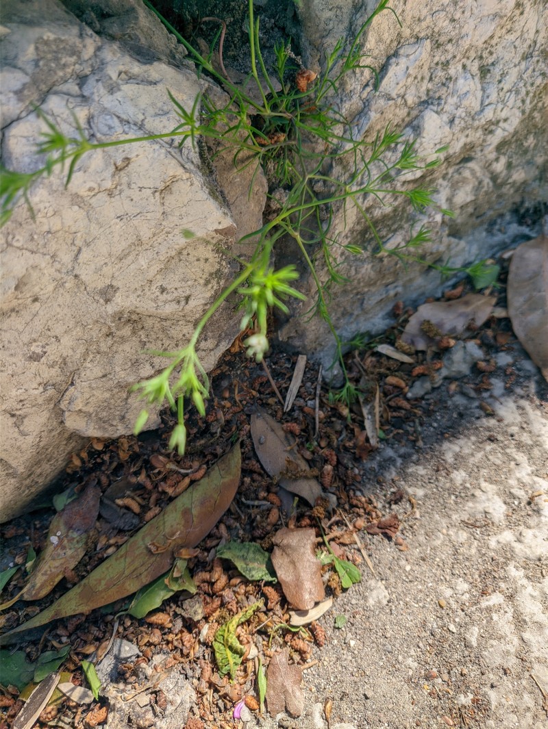 Sabulina pseudohybrida photo 4