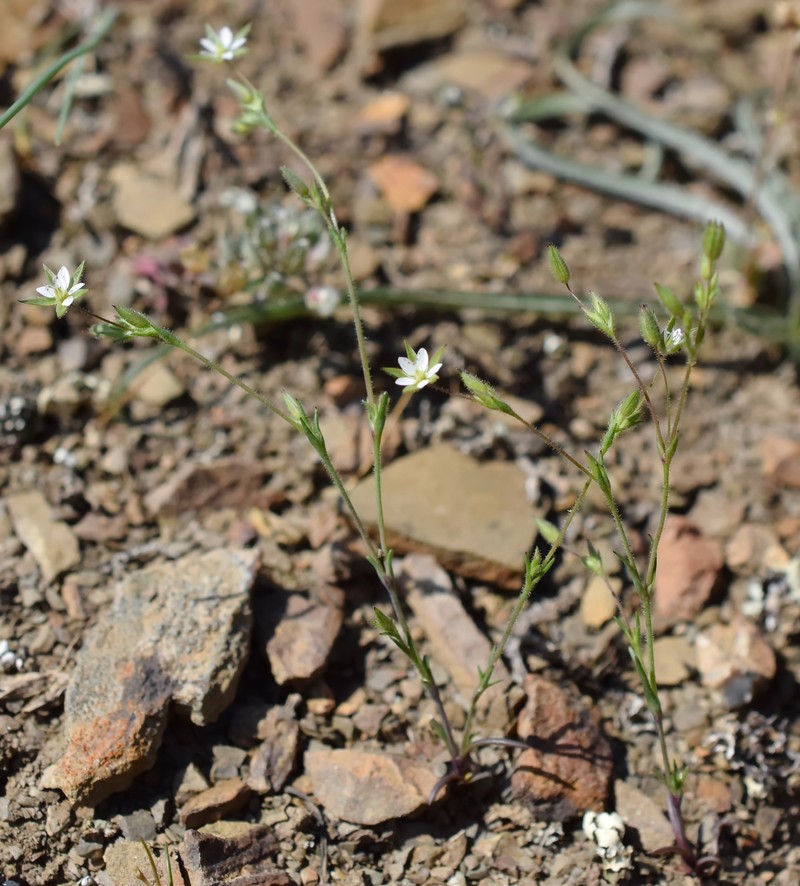 Sabulina pseudohybrida photo 6