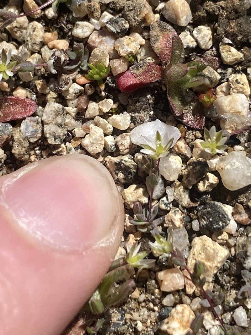 Annual Sandwort photo 2