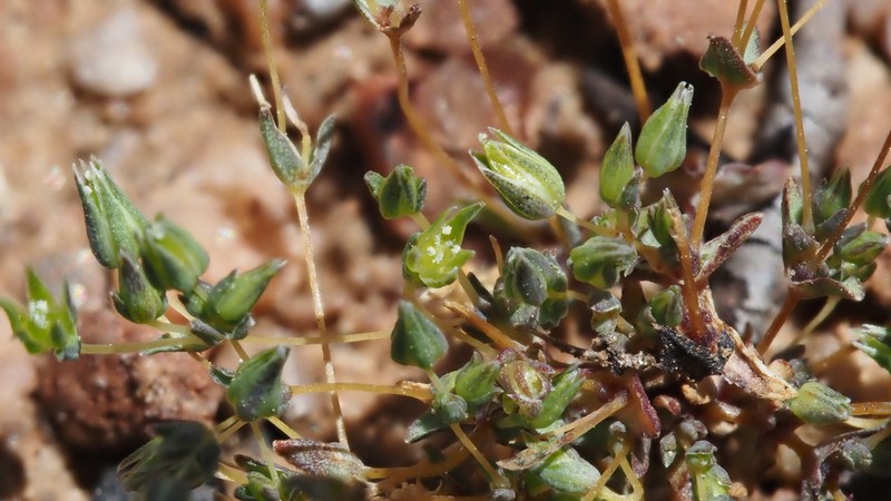 Annual Sandwort photo 3