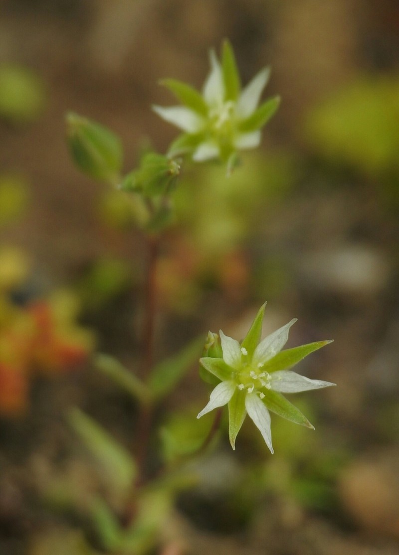 Annual Sandwort photo 5