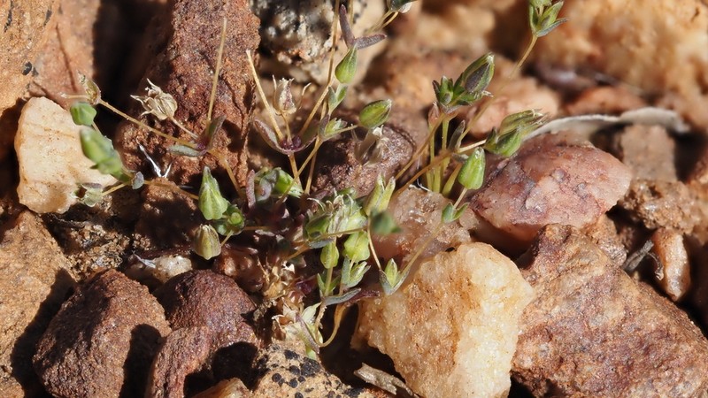 Annual Sandwort photo 6