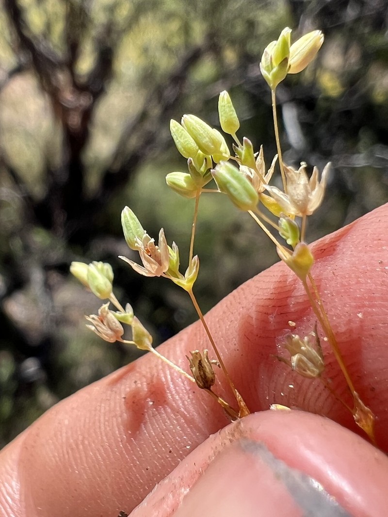 Annual Sandwort photo 7