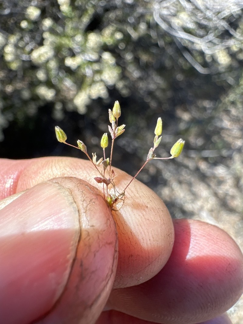 Annual Sandwort photo 8