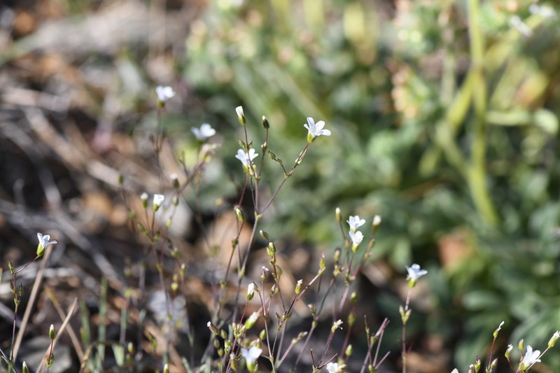 Peanut Stitchwort photo 2