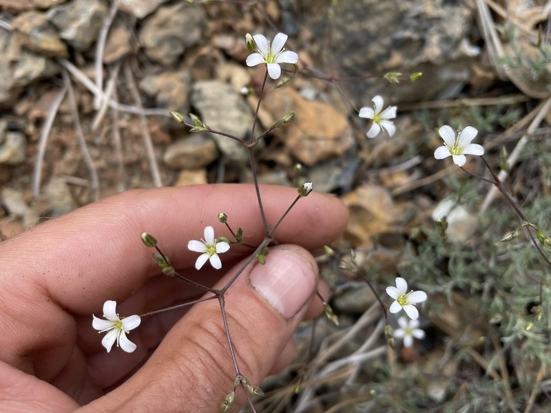 Peanut Stitchwort photo 3