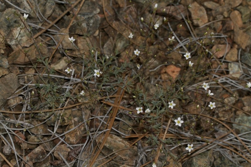 Peanut Stitchwort photo 4