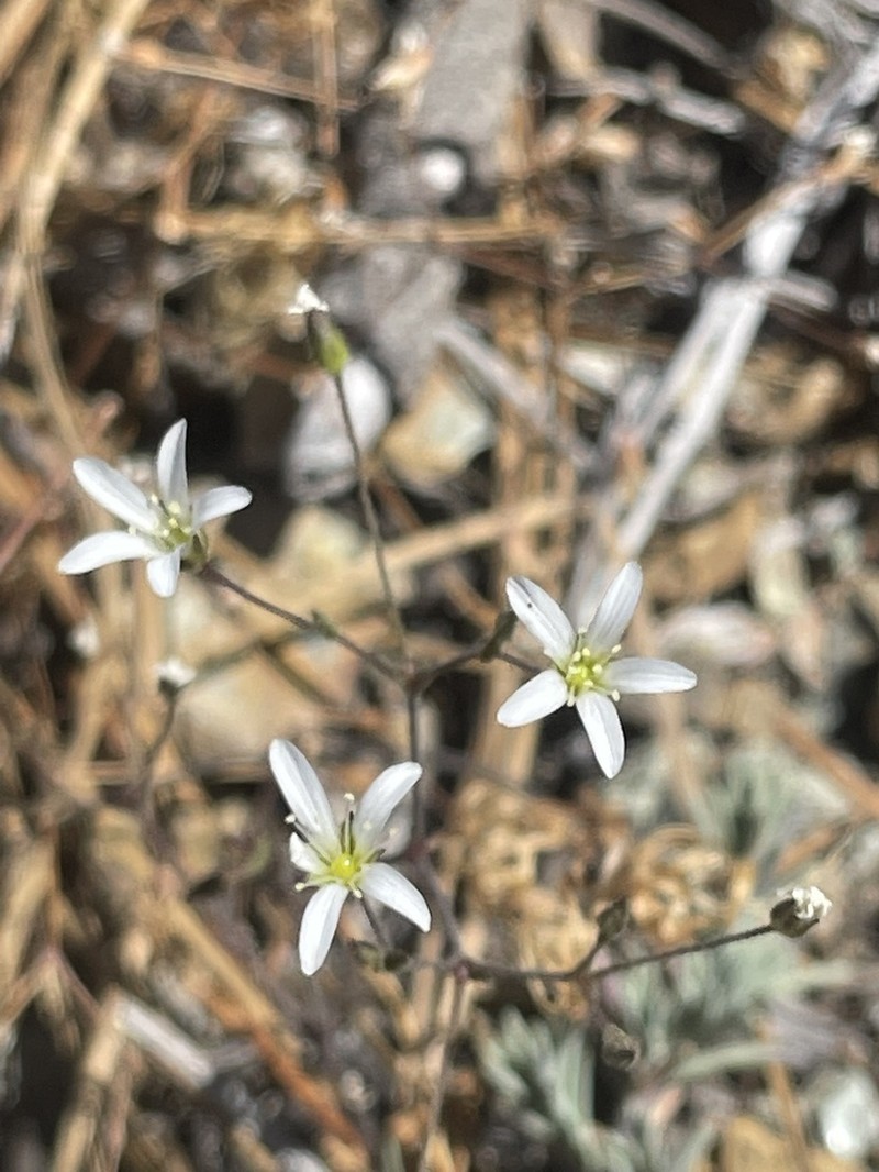 Peanut Stitchwort photo 5