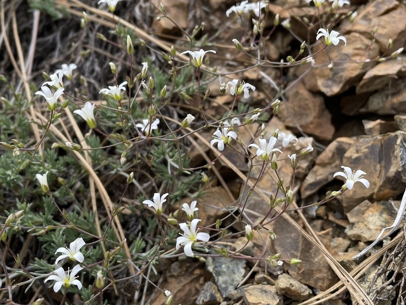 Peanut Stitchwort photo 6