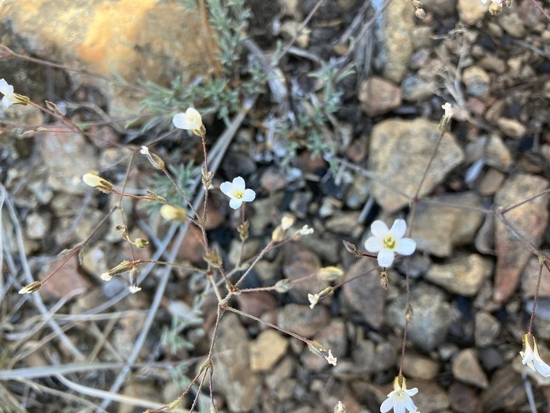 Peanut Stitchwort photo 7