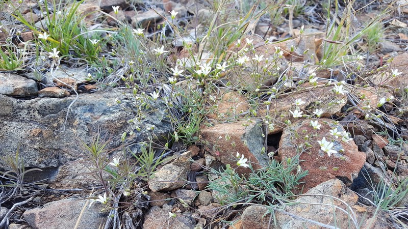 Peanut Stitchwort photo 8