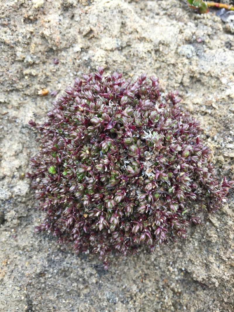Ross' Sandwort
