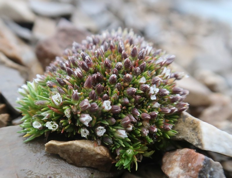 Ross' Sandwort photo 2