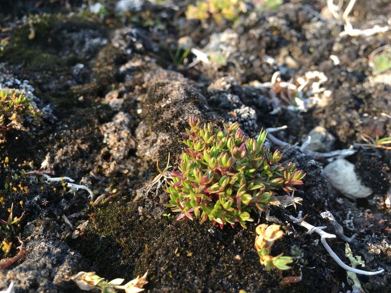 Ross' Sandwort photo 3