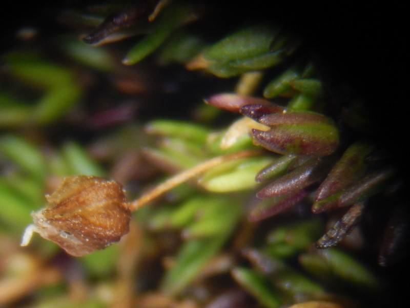 Ross' Sandwort photo 4