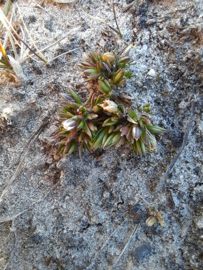 Ross' Sandwort photo 5