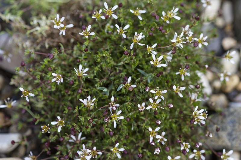 Ross' Sandwort photo 6