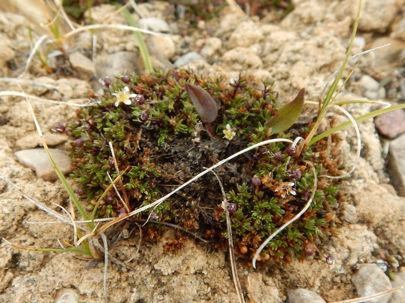 Ross' Sandwort photo 7