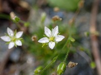 Beautiful Sandwort