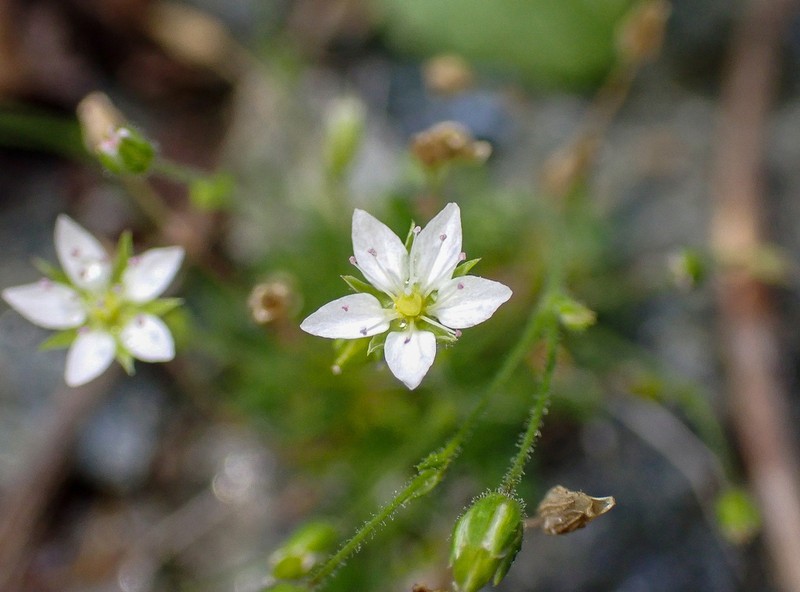 Beautiful Sandwort
