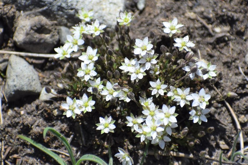 Beautiful Sandwort photo 2