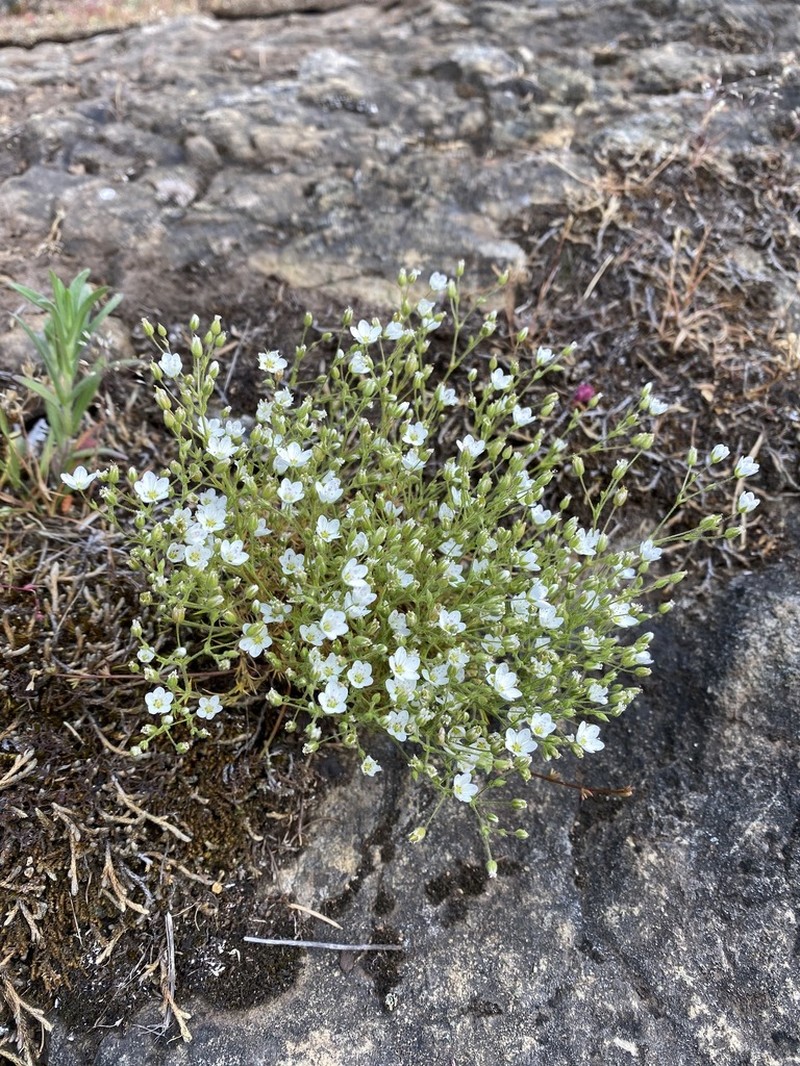 Beautiful Sandwort photo 3