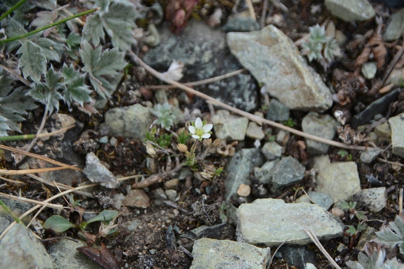 Beautiful Sandwort photo 4
