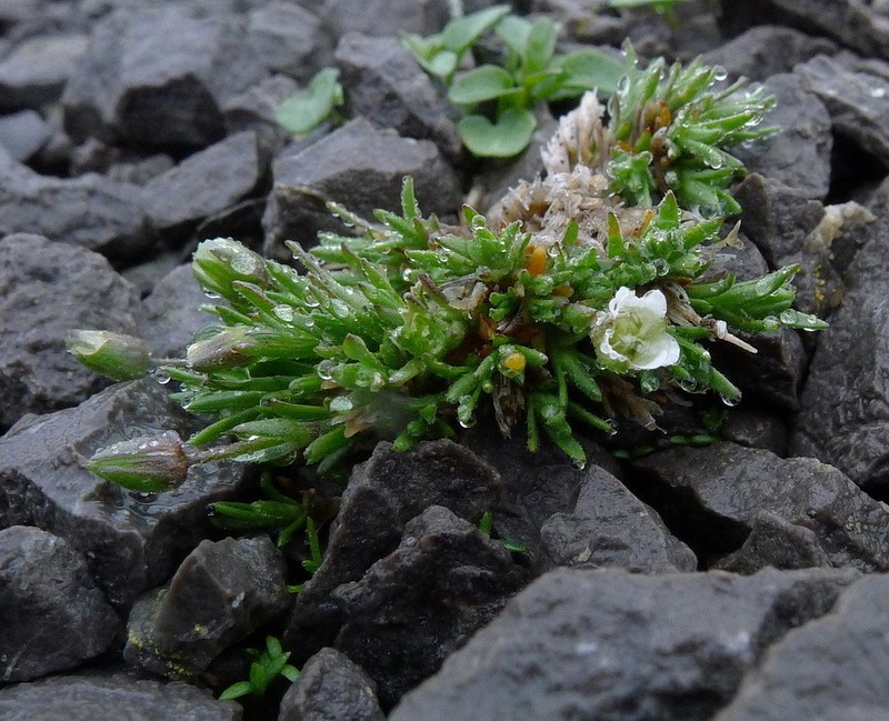 Beautiful Sandwort photo 5