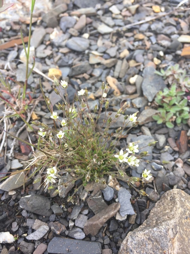 Beautiful Sandwort photo 6