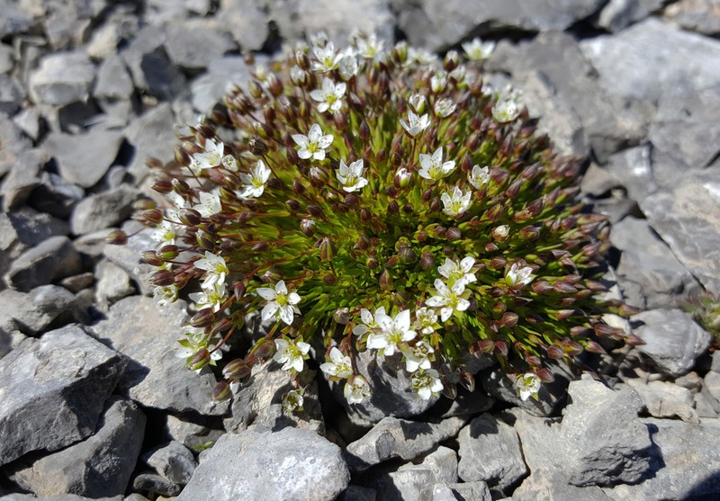 Beautiful Sandwort photo 7