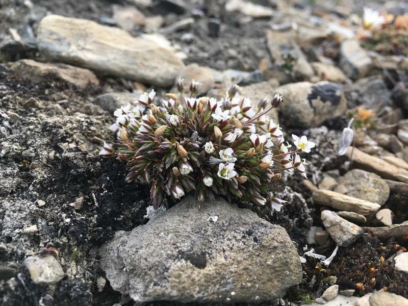 Beautiful Sandwort photo 8