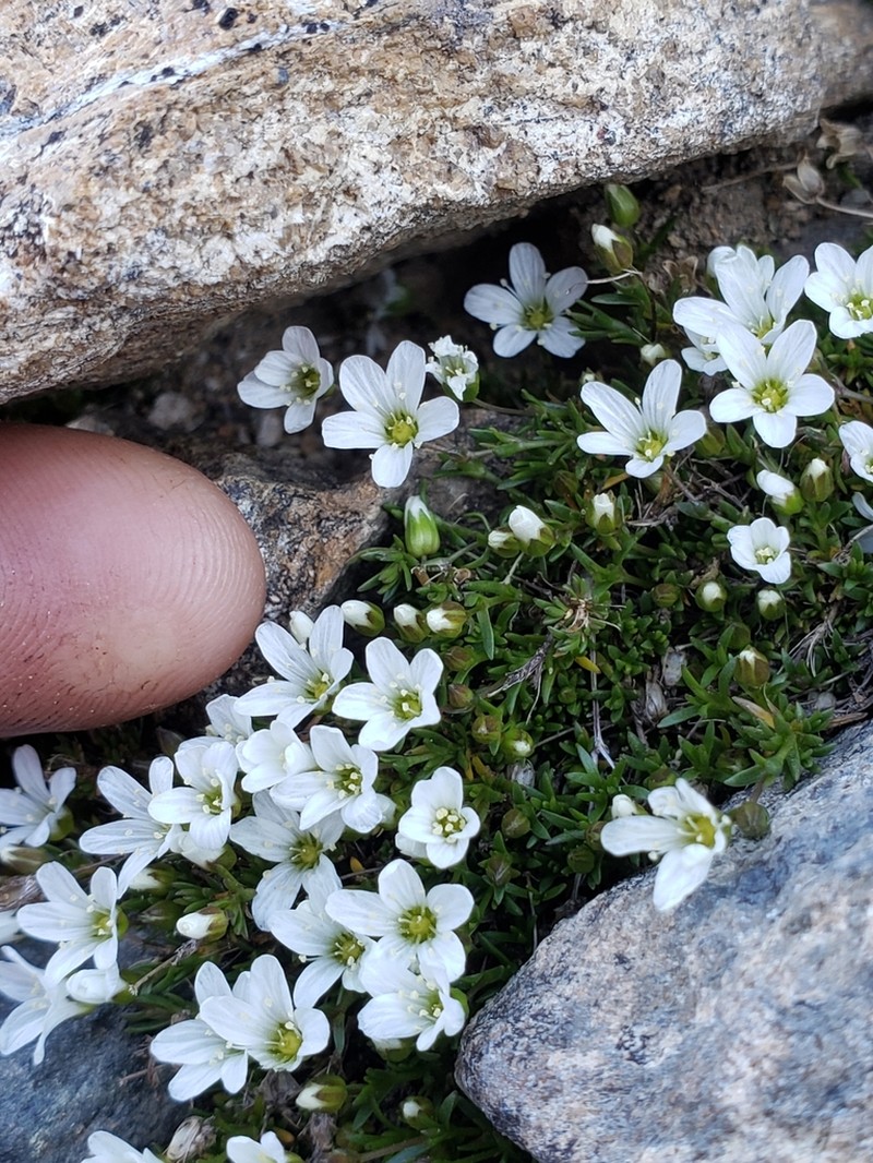 Sabulina sororia