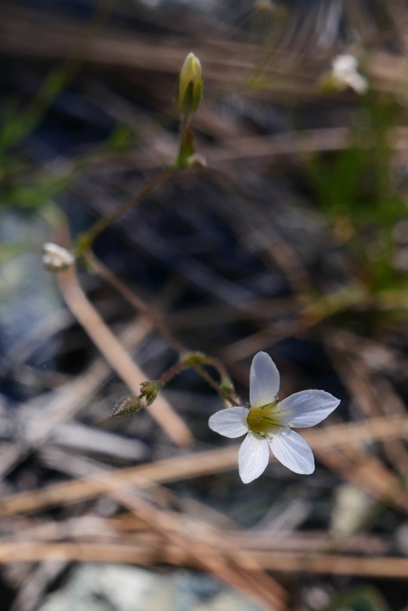 Stolon Sandwort