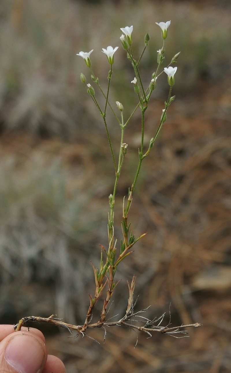Stolon Sandwort photo 2
