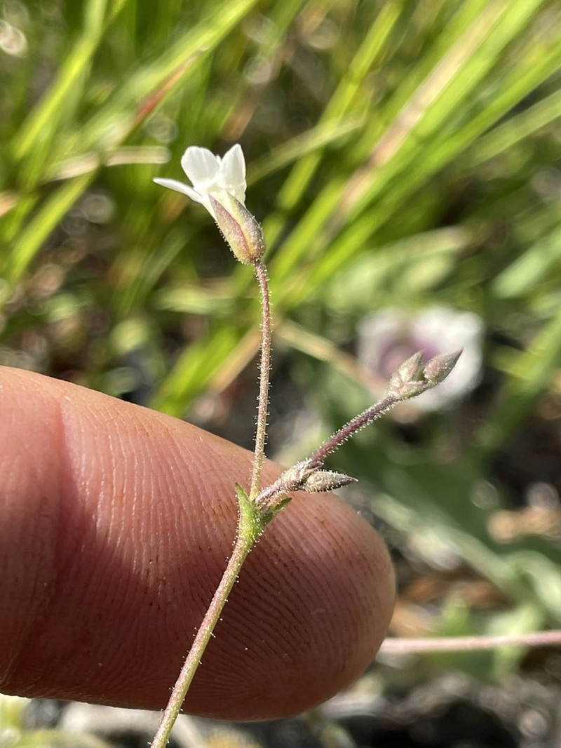 Stolon Sandwort photo 3