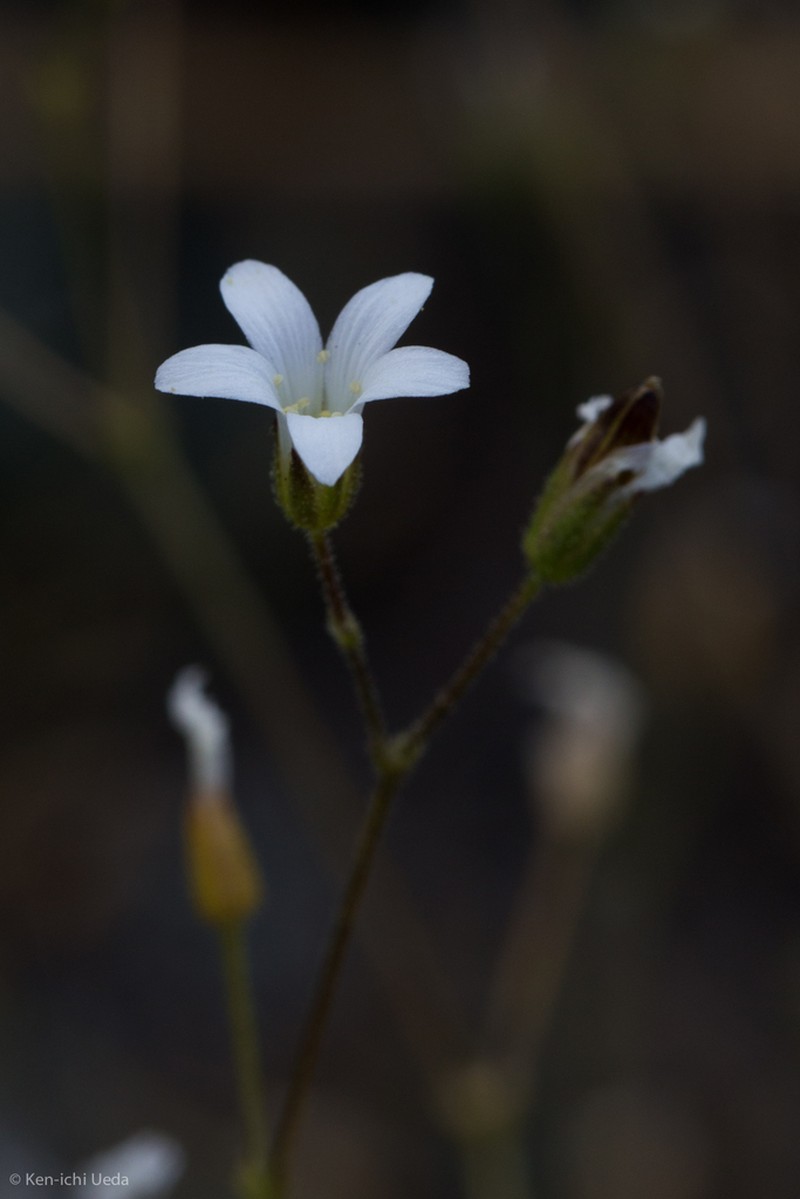 Stolon Sandwort photo 4