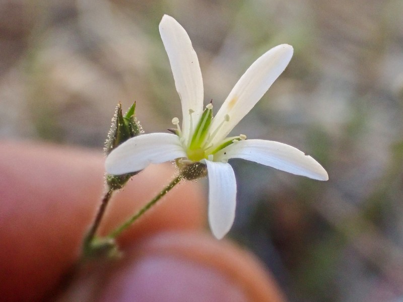 Stolon Sandwort photo 6