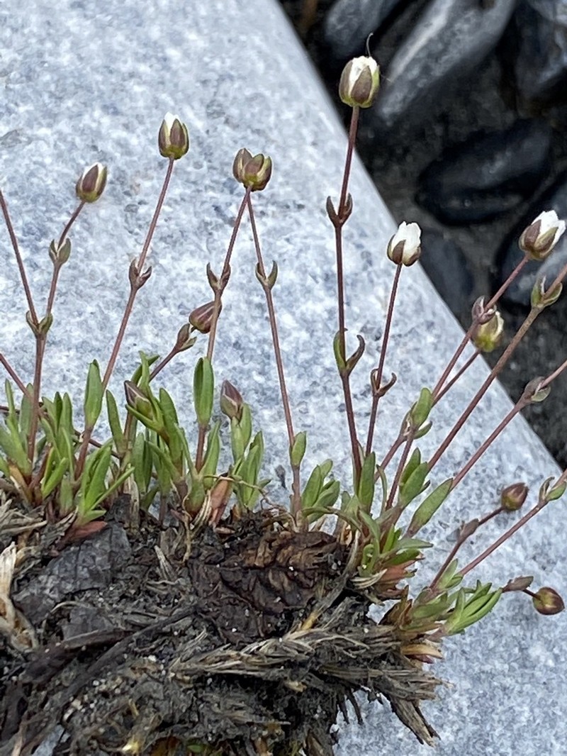 Bog Stitchwort