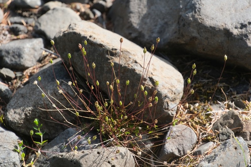 Bog Stitchwort photo 3