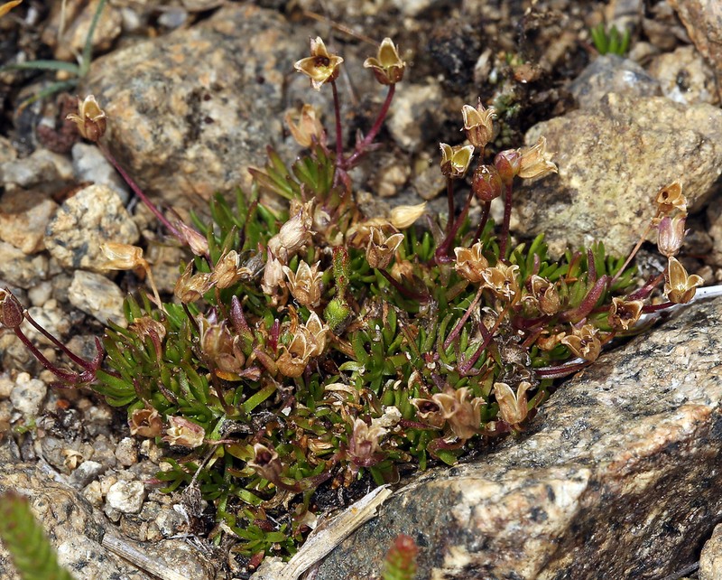 Bog Stitchwort photo 4