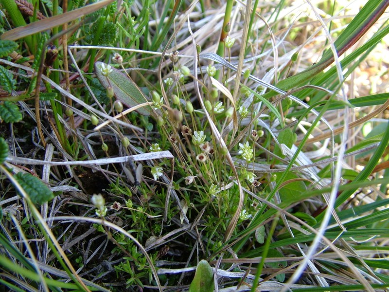 Bog Stitchwort photo 5