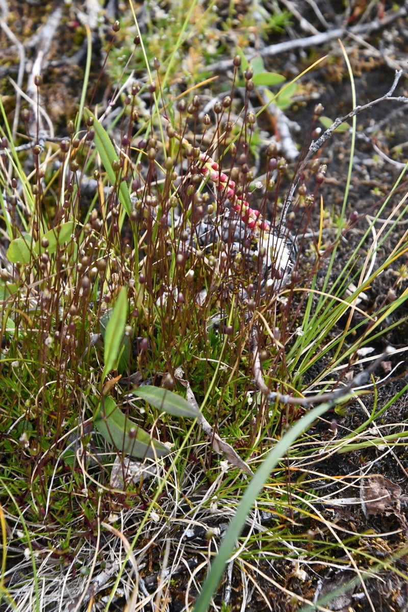 Bog Stitchwort photo 6